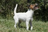 PARSON RUSSEL TERRIER 151